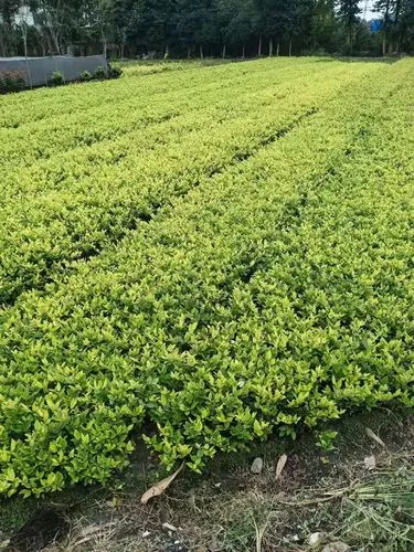 张家港城市绿化树木图片