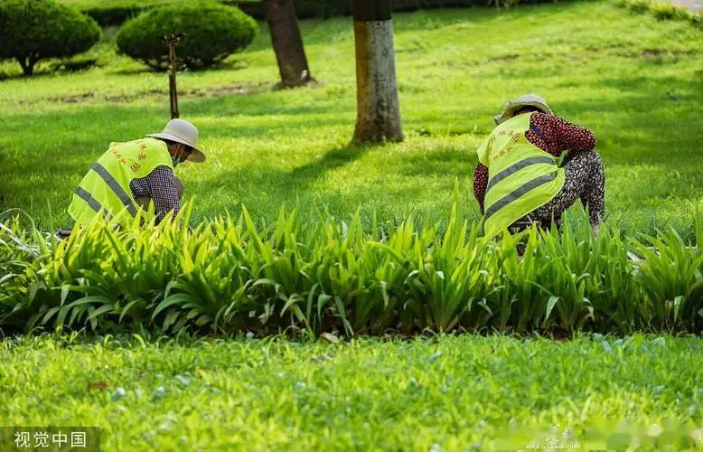 室外植物城市绿化